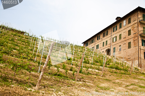 Image of Italian vineyard - Monferrato