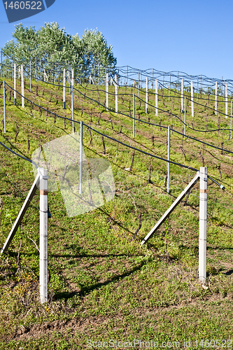 Image of Vineyard irrigation system