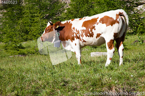 Image of Cows and Italian Alps