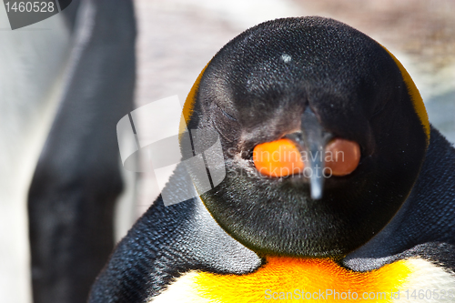 Image of King Penguin