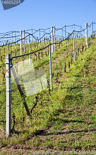 Image of Vineyard irrigation system