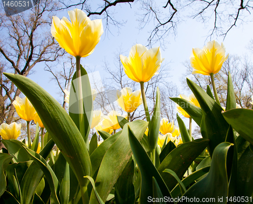 Image of Tulips - Jaap Groot varieties