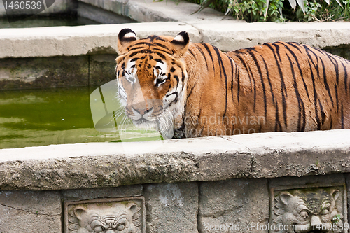 Image of Danger: hungry tiger