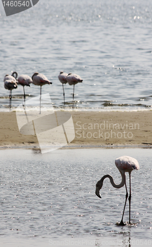 Image of Phoenicopterus roseus