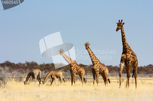 Image of Group of giraffes