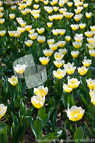 Image of Tulips - Jaap Groot varieties