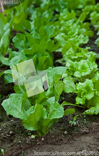 Image of Green salad