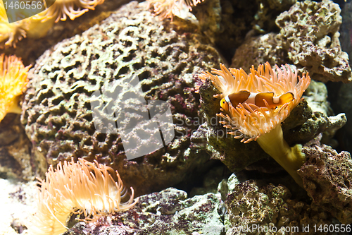 Image of Coral Reef