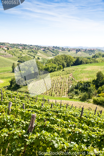 Image of Italy - Piedmont region. Barbera vineyard