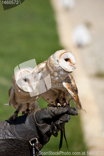 Image of Barn Owl (Tyto Alba)