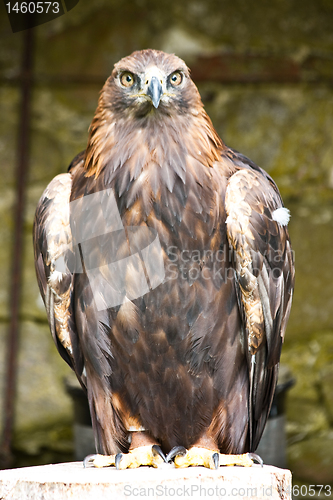 Image of Golden Eagle