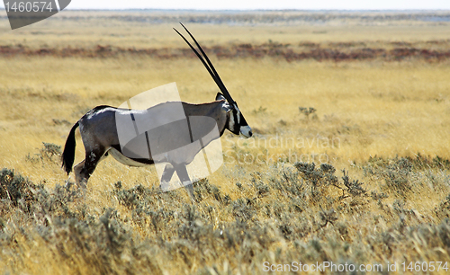 Image of Oryx - lateral view