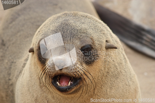 Image of  Brown Fur Seal
