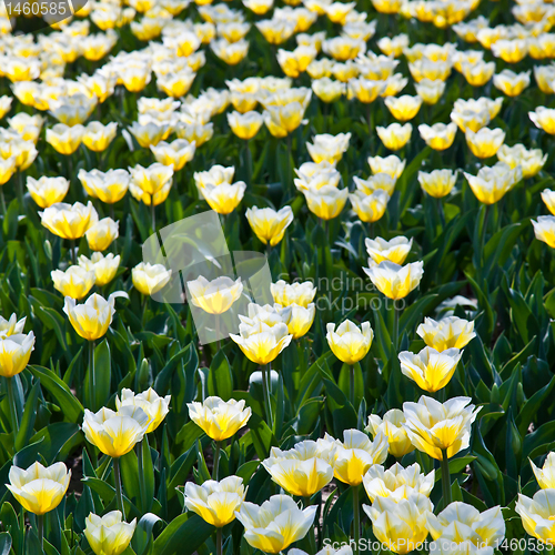 Image of Tulips - Jaap Groot varieties