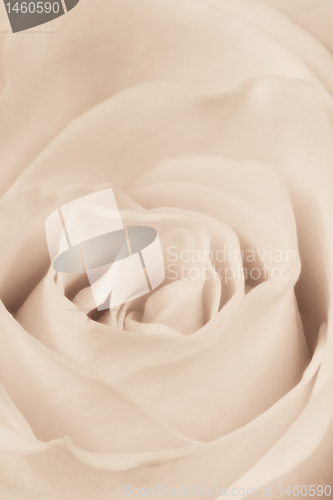 Image of white rose close up