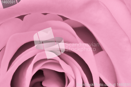 Image of pink rose close up