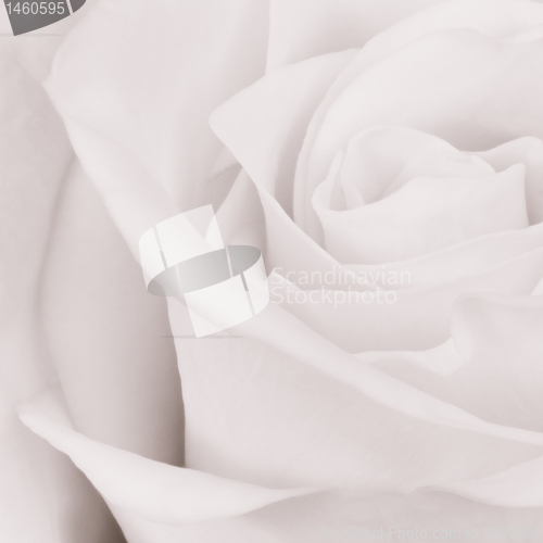 Image of white rose close up
