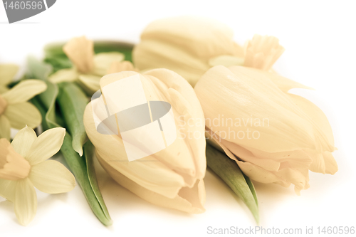 Image of tulips and daffodils