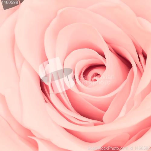 Image of pink rose close up