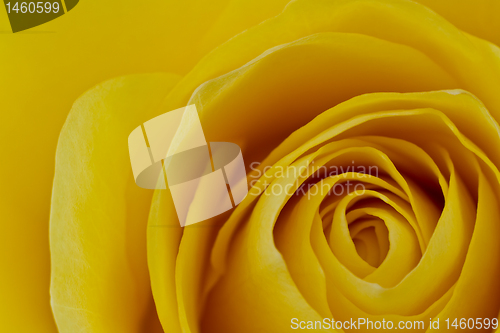 Image of yellow rose macro