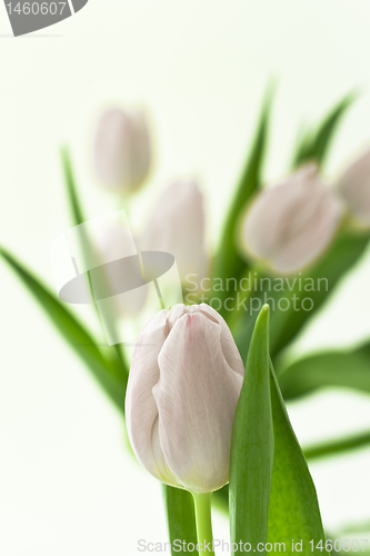 Image of tulips