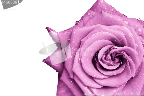 Image of pink rose