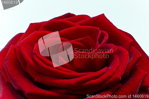 Image of red rose