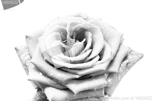 Image of white rose