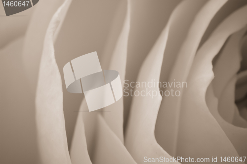 Image of white rose macro