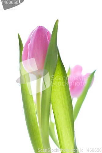 Image of pink tulips