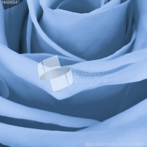 Image of blue rose close up