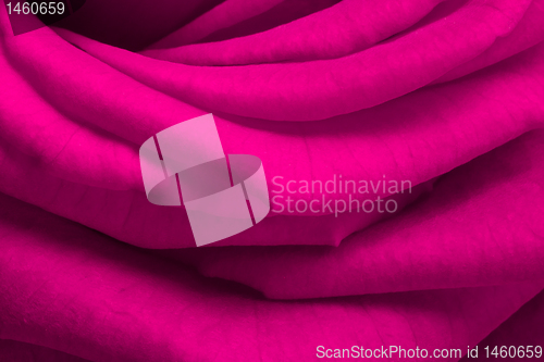 Image of pink rose