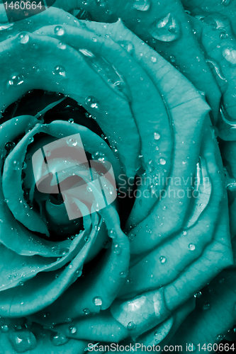 Image of rose petals