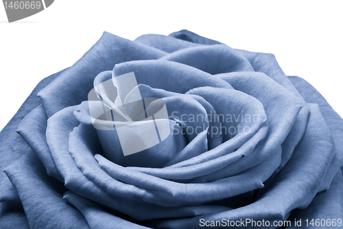 Image of blue rose