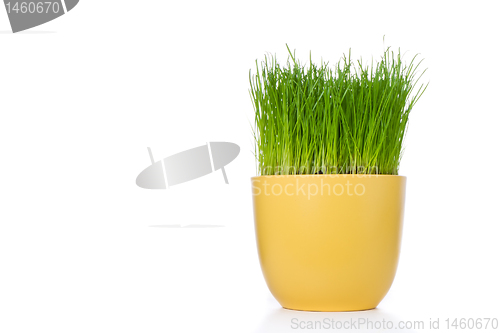 Image of grass in flowerpot