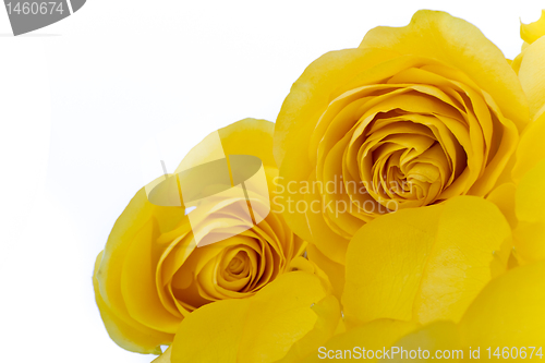 Image of yellow rose macro