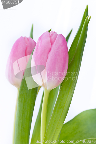 Image of pink tulips