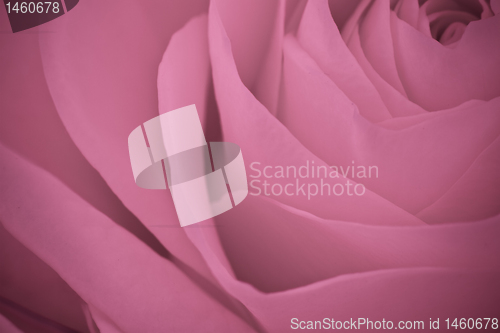 Image of pink rose macro