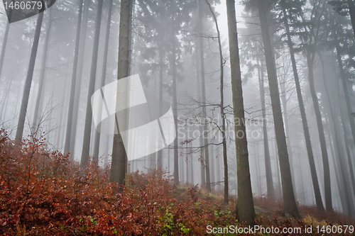 Image of misty forest