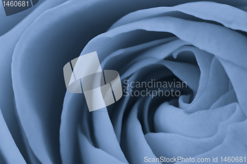 Image of blue rose macro