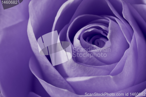 Image of violet rose macro
