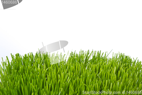 Image of green grass