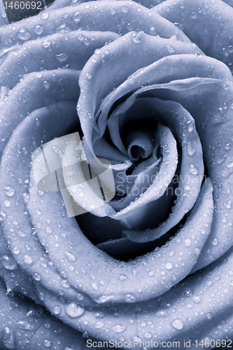 Image of blue rose