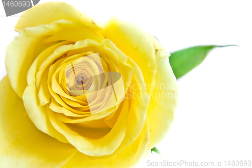 Image of yellow rose petal