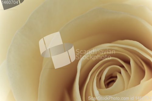 Image of white rose macro