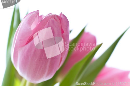 Image of pink tulips