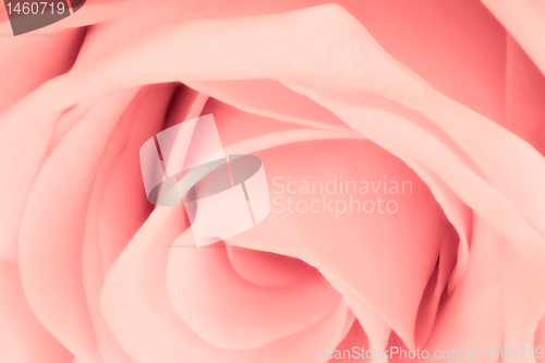 Image of pink rose close up