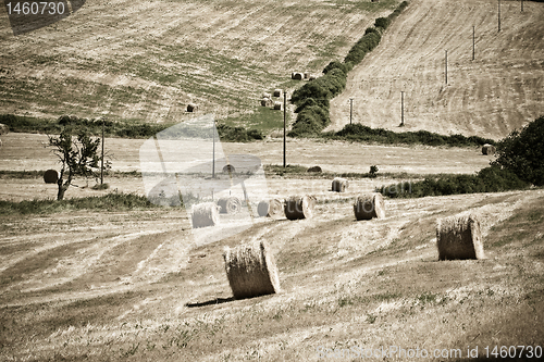 Image of Typical Tuscan landscape