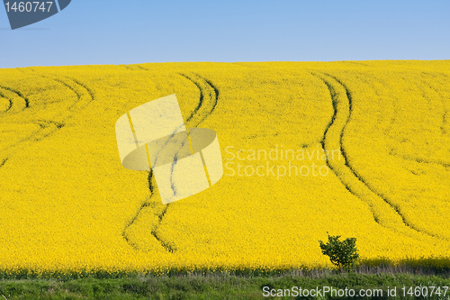 Image of rape field