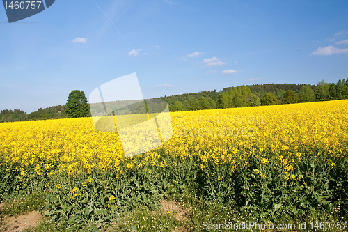 Image of rape field